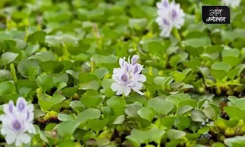 water hyacinth