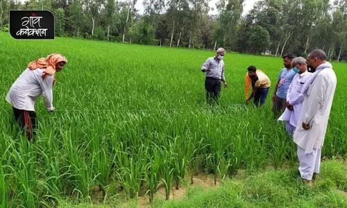 #paddy cultivation