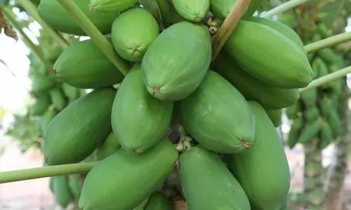 #papaya farming