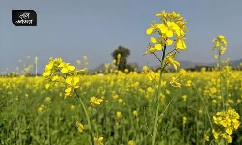 mustard farming