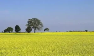 mustard farming