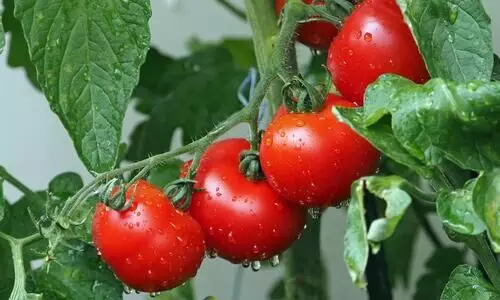 #tomatoes