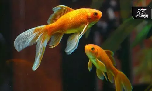 ornamental fish