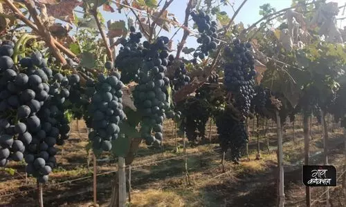 seed grapes