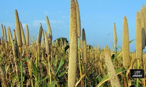 millet processing