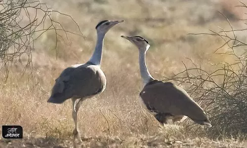 jaisalmer