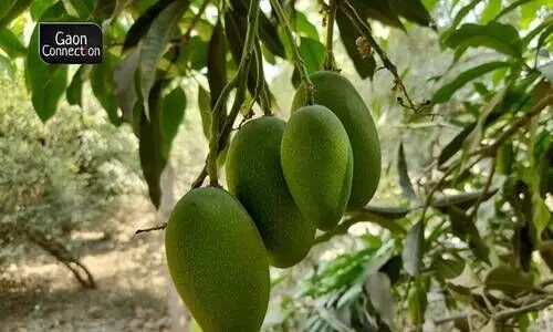 #Mangoes