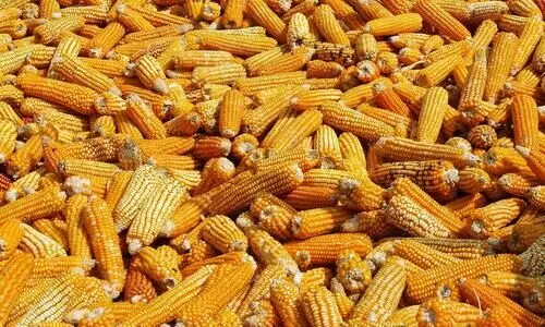 #MAIZE