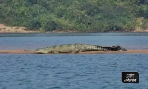 gharial