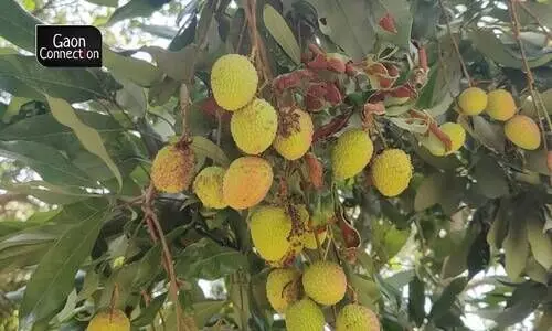 #litchi