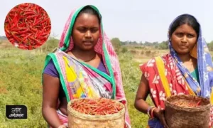 chilli farmer