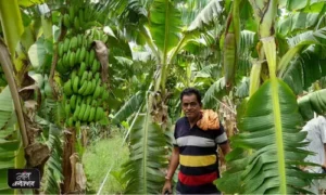 #banana cultivation