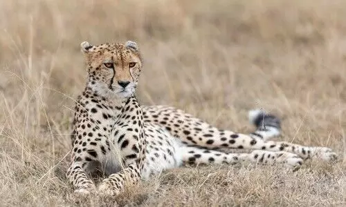 Cheetah