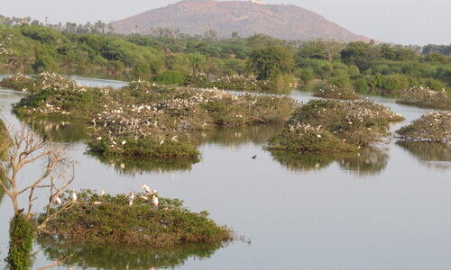 #Wetlands