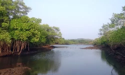 mangrove