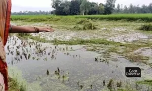 #paddycrop