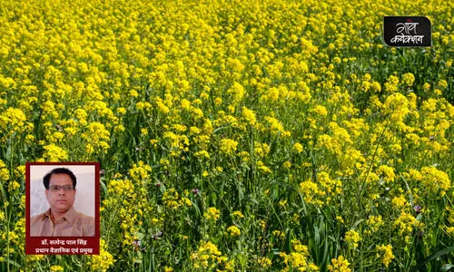 mustard farming