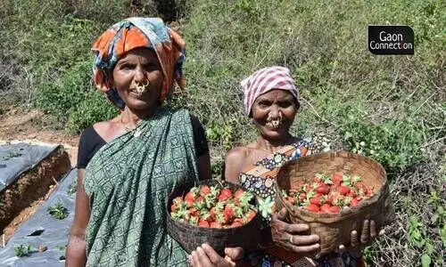 #strawberry farming