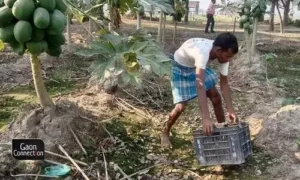 #papaya farming