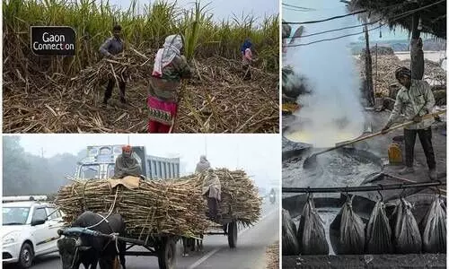 Sugarcane