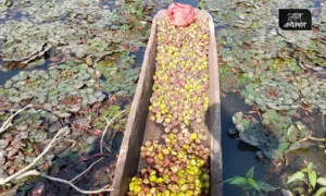 water chestnut