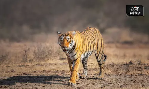 #tiger