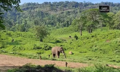 #Elephants