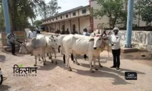 Kenkatha cows