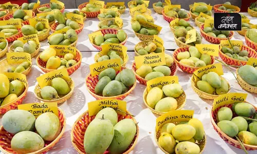 mango festival