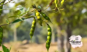 #Pigeon pea