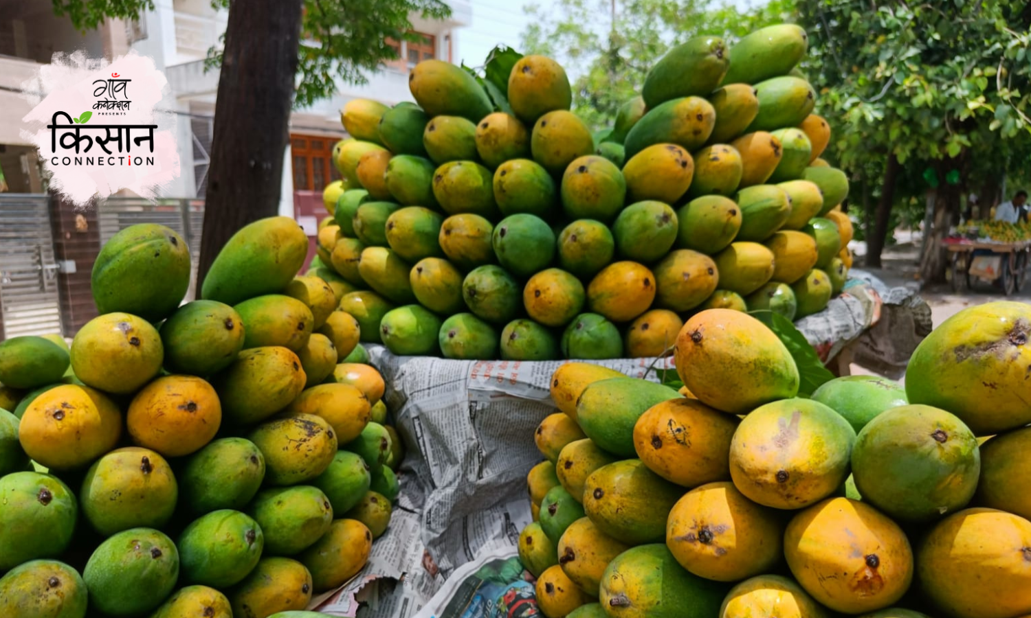 mango varieties