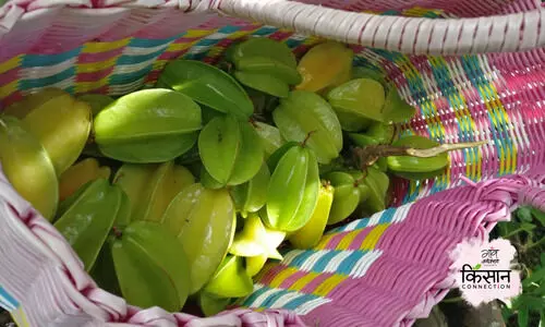 star fruit