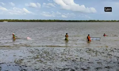 #sundarbans