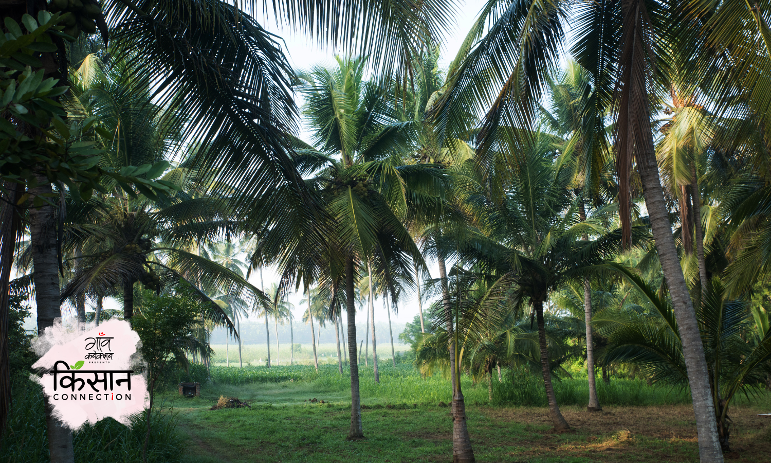 #coconut farming