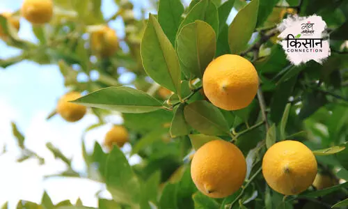 #Lemon farming