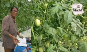 #tomato farmers