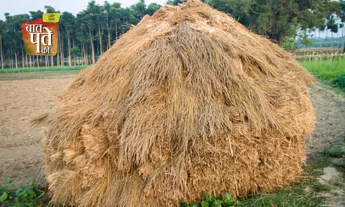 #paddy farming