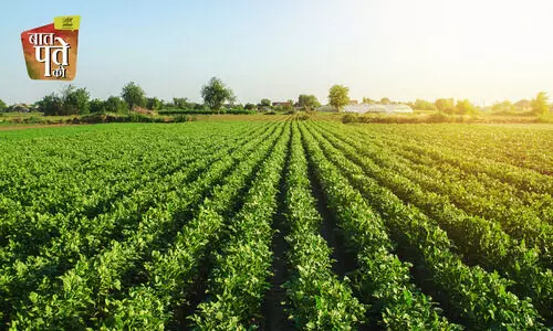 potato crop