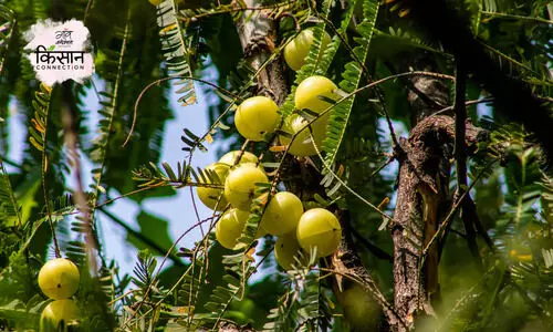 #Amla Tree