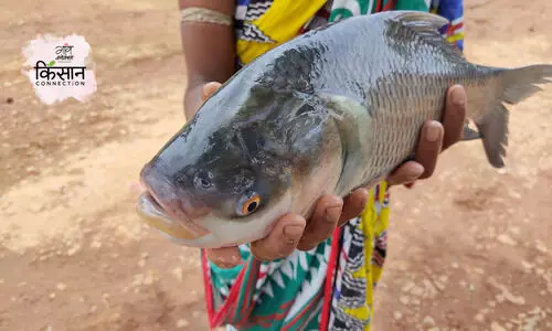 fish farmers