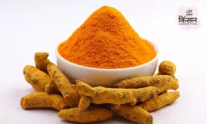 #turmeric