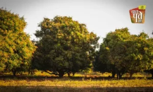 #mango farming