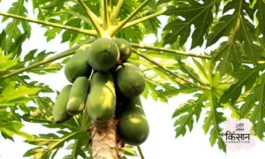 #papaya farming