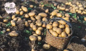 #potato farming