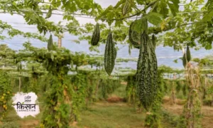 Bitter Gourd Farming