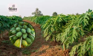 #papaya farming