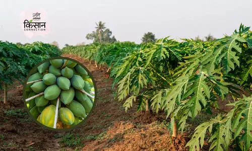 #papaya farming