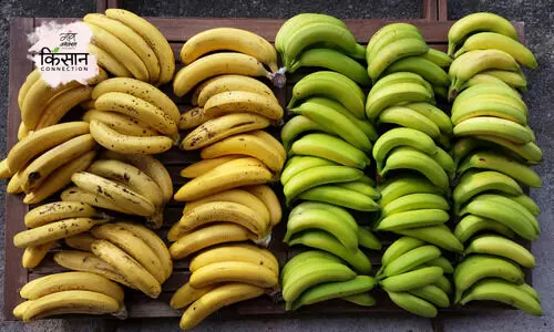 Banana Farming