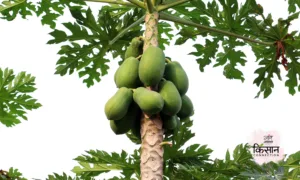 #papaya farming