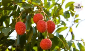 #litchi